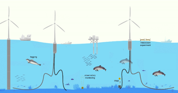 PURE WIND consortium will use varied approaches to study the impacts of offshore wind farm operations across the marine food web, and will synthesise learnings for application in policy, regulation and mitigation.
